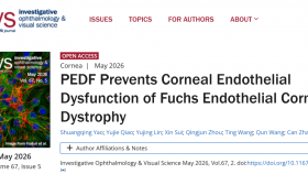 【成果速递】山东第一医科大学附属眼科研究所团队揭示PEDF治疗Fuchs角膜内皮营养不良新机制